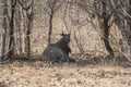 Nilgai or Neelgai Boselaphus tragocamelus Antelope aMle