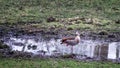 Nilgans stands one-legged in a puddle Royalty Free Stock Photo