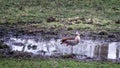 Nilgans stands one-legged in a puddle