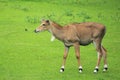 Nilgau Royalty Free Stock Photo