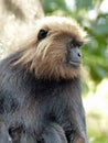 Nilgiri langur monkey