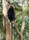 Nilgiri langur monkey