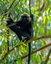 Nilgiri langur Semnopithecus johnii a vulnerable specie observed in Munnar