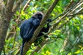 Nilgiri langur Semnopithecus johnii a vulnerable specie observed in Munnar