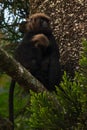 Nilgiri Langur, Topslip, India