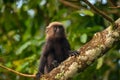 Nilgiri Langur, Topslip, India