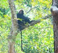 Nilgiri Langur - Trachypithecus Johnii Sitting on a Tree Branch with Hanging Tail