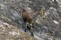 Nilgiri Tahr Royalty Free Stock Photo