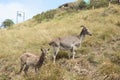 Nilgiri tahr Royalty Free Stock Photo