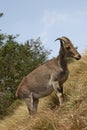 Nilgiri tahr