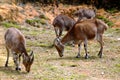 Nilgiri Tahr (Nilgiritragus hylocrius) Royalty Free Stock Photo