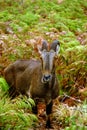 Nilgiri Tahr (Nilgiritragus hylocrius)