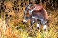 Nilgiri Tahr (Nilgiritragus hylocrius)