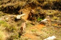 Nilgiri Tahr (Nilgiritragus hylocrius) Royalty Free Stock Photo