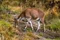 Nilgiri Tahr (Nilgiritragus hylocrius)