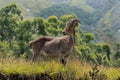 Nilgiri Tahr Nilgiritragus hylocrius at the Eravikulam National park, Munnar