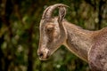 Nilgiri Tahr or Nilgiritragus hylocrius - Portrait