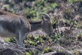 Nilgiri tahr Nilgiritragus hylocrius ungulate endemic to the Nilgiri Hills observed grazing on the slopes