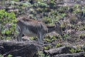 Nilgiri tahr Nilgiritragus hylocrius ungulate endemic to the Nilgiri Hills observed grazing on the slopes