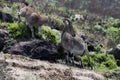 Nilgiri tahr Nilgiritragus hylocrius ungulate endemic to the Nilgiri Hills observed grazing on the slopes