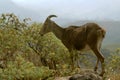 Nilgiri Tahr on Rock Top