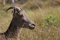 Nilgiri tahr sambar deer Royalty Free Stock Photo