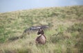 Nilgiri Tahr Wild Goat in Western Ghat Mountains, South India