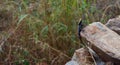 Peninsular Rock Agama - Nilgiris Forest Lizard Royalty Free Stock Photo