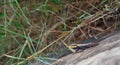 Peninsular Rock Agama - Nilgiris Forest Lizard on a rock Royalty Free Stock Photo