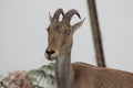 Niligiri tahr found in Rajamala,Munnar, indian ibex