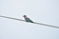 Nilkantropakhi indian roller bird Royalty Free Stock Photo