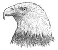 Bald eagle portrait illustration, drawing, engraving, ink, line art, vector Royalty Free Stock Photo