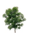 Nim or neem tree isolated on white background. Royalty Free Stock Photo