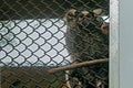 Nimal zoo Common Marmoset/callithrix jacchus Alipore Zoo