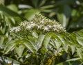 Nimb tree flowers and honey bees Royalty Free Stock Photo