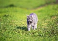 Nimble striped cat walks on the green grass in the garden in the village with a gray rat caught in his teeth Royalty Free Stock Photo