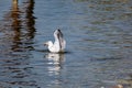 The nimble and fast black sea gull catches fish in the black sea, diving into the water from a height and takes out its prey Royalty Free Stock Photo