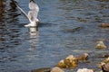 The nimble and fast black sea gull catches fish in the black sea, diving into the water from a height and takes out its prey Royalty Free Stock Photo