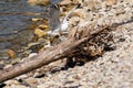 The nimble and fast black sea gull catches fish in the black sea, diving into the water from a height and takes out its prey Royalty Free Stock Photo