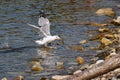 The nimble and fast black sea gull catches fish in the black sea, diving into the water from a height and takes out its prey Royalty Free Stock Photo