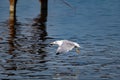The nimble and fast black sea gull catches fish in the black sea, diving into the water from a height and takes out its prey Royalty Free Stock Photo