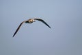 Nimble and fast black sea gull flies high and low against the blue sky, free and wild nature in the fresh Royalty Free Stock Photo