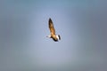 Nimble and fast black sea gull flies high and low against the blue sky, free and wild nature in the fresh Royalty Free Stock Photo