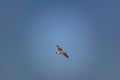 Nimble and fast black sea gull flies high and low against the blue sky, free and wild nature in the fresh Royalty Free Stock Photo