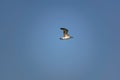 Nimble and fast black sea gull flies high and low against the blue sky, free and wild nature in the fresh Royalty Free Stock Photo