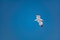 Nimble and fast black sea gull flies high and low against the blue sky, free and wild nature in the fresh Royalty Free Stock Photo