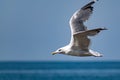 Nimble and fast black sea gull flies high and low against the blue sky, free and wild nature in the fresh Royalty Free Stock Photo