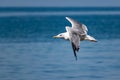 Nimble and fast black sea gull flies high and low against the blue sky, free and wild nature in the fresh Royalty Free Stock Photo