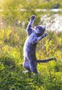 Nimble funny striped cat jumping on a green meadow standing on Royalty Free Stock Photo