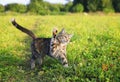 Nimble funny striped cat walking on green grass in summer meadow Royalty Free Stock Photo